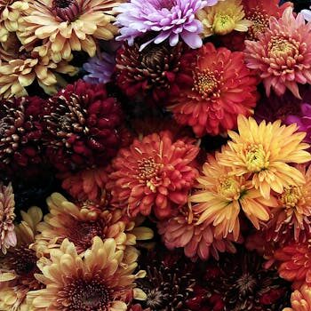 A vivid assortment of chrysanthemum flowers in full bloom, showcasing a vibrant spectrum of colors.